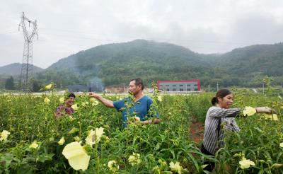 咸宁崇阳200亩黄蜀葵开出“致富花”