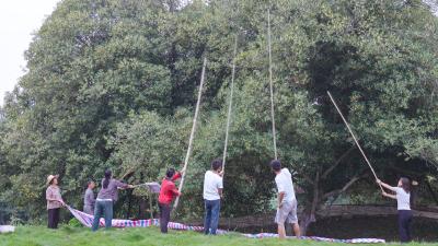 打桂花好“丰”景！崇阳600岁古桂进入盛花期  