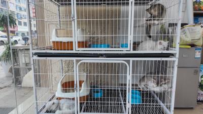 国庆将至，崇阳宠物寄养热起来！