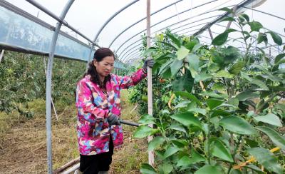 “果大姐”周秋云：“归雁”回巢   反哺沃野