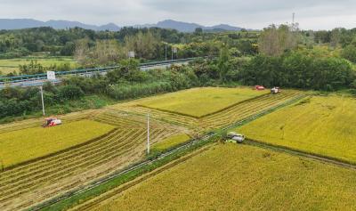 崇阳县青山镇：“产销绑定”让秋粮“种得稳卖得好”