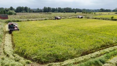 稻菽千重浪   崇阳18.3万亩中稻绘出现代“稻梦空间”