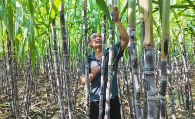 崇阳县下津村：一根甘蔗种出“甜蜜生计”