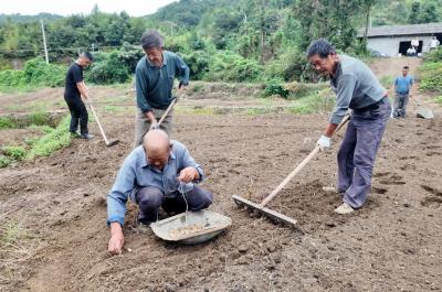 从单打独斗到抱团发展   崇阳县石门村浙贝母种出“致富苗”