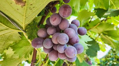 【你有好货 我来吆喝】最后一波，爱吃葡萄的你不要错过！