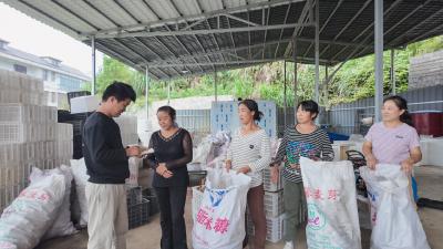 从田间鲜货到货架产品  “黄精哥”让黄精变“黄金”