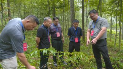 县人大常委会开展全县中药材种植加工情况调研