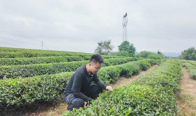 从茶商到茶农   “候鸟”茶人吴冰的新茶经
