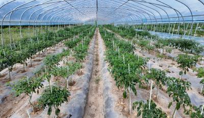 亩产近5000斤  崇阳县进口村首批辣椒喜获丰收