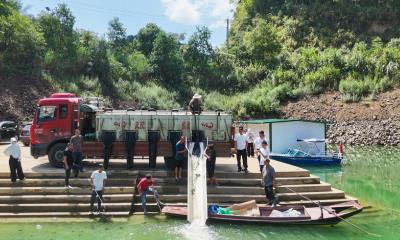 崇阳：60万尾花鲢鱼苗“安家”青山水库