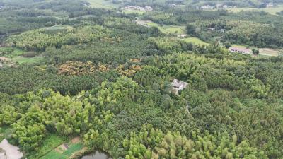 【林下掘“金” 生态富民⑬】崇阳县西冲村：荒地变宝地    千亩杉木林“点绿成金” 