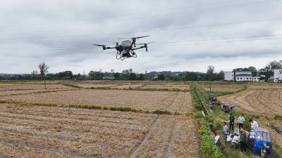 崇阳：无人机“飞”播油菜   “撒”出来年好丰景