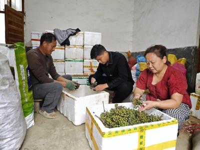 崇阳县义源村：10亩育苗地  育出200万株“致富苗”