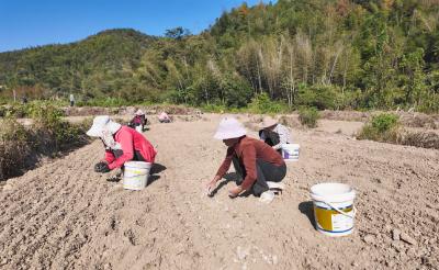 “黄金产业”再添一员，来看崇阳县石门村的“致富经”