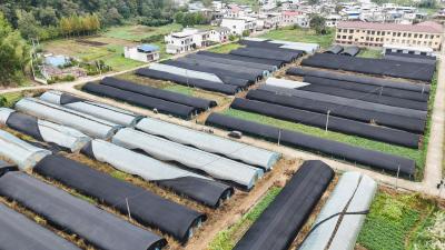 秋冬抢种忙  崇阳县高枧乡100余亩猫爪草播下增收希望