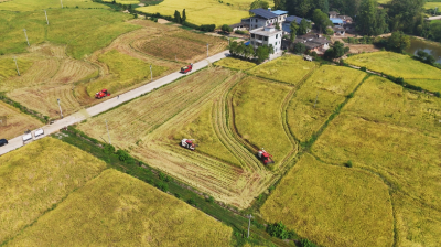 稻浪滚滚  崇阳县石城镇5万亩水稻开镰收割