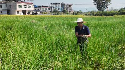 崇阳县天城镇浮溪桥村30亩马蹄试验田长势旺