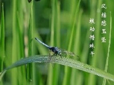 海报丨崇阳：露凝秋实 时蕴清欢