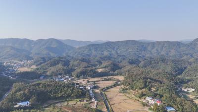 崇阳桂花泉镇：荒坡变“金坡”，林下黄精奏响共富曲