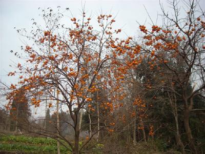 【桃溪文艺】徐和宪：故乡的柿子树 