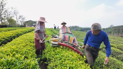冬闲人不闲！崇阳茶园采摘管护忙