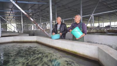 崇阳县青山镇：40余万尾鲟鱼“鲟”出“软黄金”