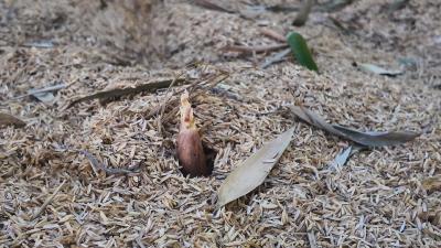 崇阳县青山镇：雷竹“穿冬衣”  奏响富民曲