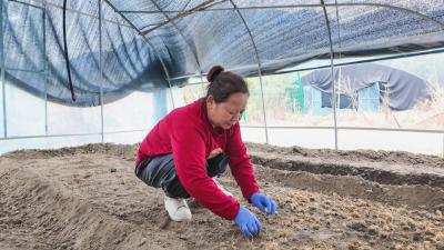 黄理云：从“打工妹”到“药材带头人”，她在乡村“种”出好光景