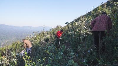 咸宁崇阳：守绿增金两不误   “油茶＋黄精”套种结出“致富果”