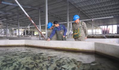 国网崇阳县供电公司：守好鲟鱼越冬“电力防线”