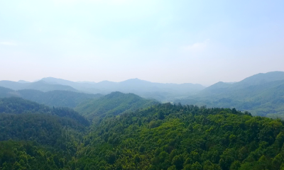 崇阳：林权改革推动林下生金