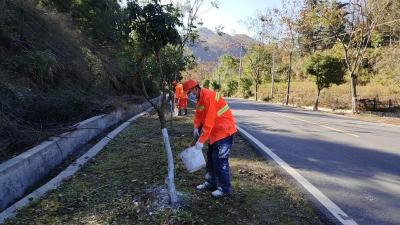 崇阳：行道树集体换“冬装” 