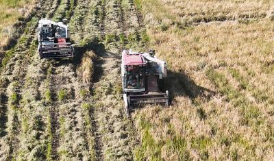  “一种两收”！崇阳县肖岭村300多亩再生稻二茬丰收  
