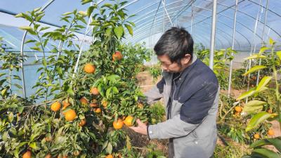 【你有好货 我来吆喝】崇阳山间的5000斤“父爱橙”盼您来尝鲜