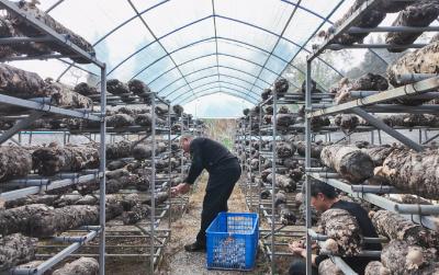 咸宁崇阳：“蘑”力无穷  撑起“致富伞”