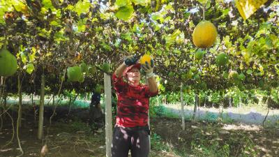 崇阳县石山村：瓜蒌熟   采摘忙