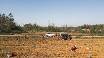 咸宁崇阳：“田间+工厂”蹚出“薯”光大道