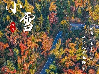 海报丨小雪疏风里 叶间藏岁安