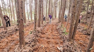 【林下掘“金” 生态富民⑭】崇阳县大坪村：闲林变“钱景”  合作绘“丰景”
