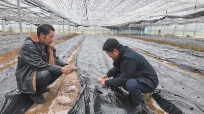 崇阳县花山村：菌棚暖意浓 冬管盼丰产