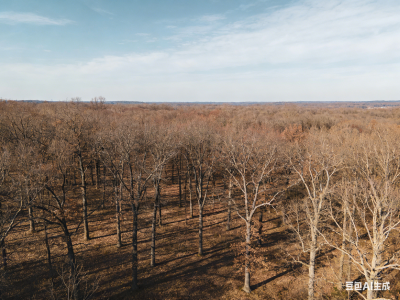 【桃溪文艺】吴梅芳：冬天的树
