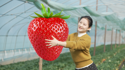 咸宁崇阳：一颗草莓   点亮整个冬天的甜蜜