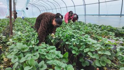 遇见“莓”好  崇阳龙林草莓园开园啦！