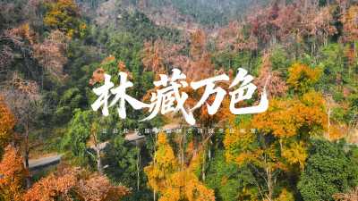 微视|崇阳：林藏万色