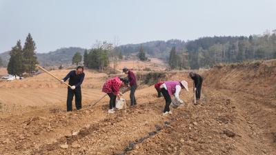 崇阳县在下村：盘活闲置山坡地  中药材种植奏响“增收曲”