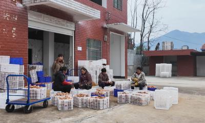 从田间到工厂  一条红薯“链”起增收路