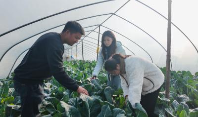 凛冬砺产业，崇阳山区冬季经济的“热效应”突围