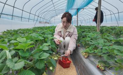 咸宁崇阳：冬日“莓”景迎客来