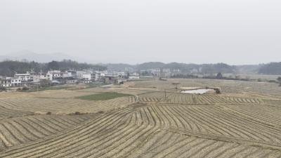 崇阳：油菜冬管正当时  科技赋能助丰产