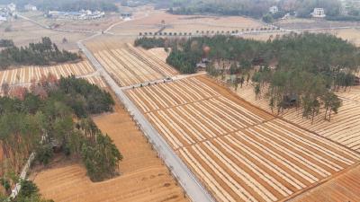 药王谷里的“黄金草”  崇阳现代农业产业园探索乡村振兴“新药方”